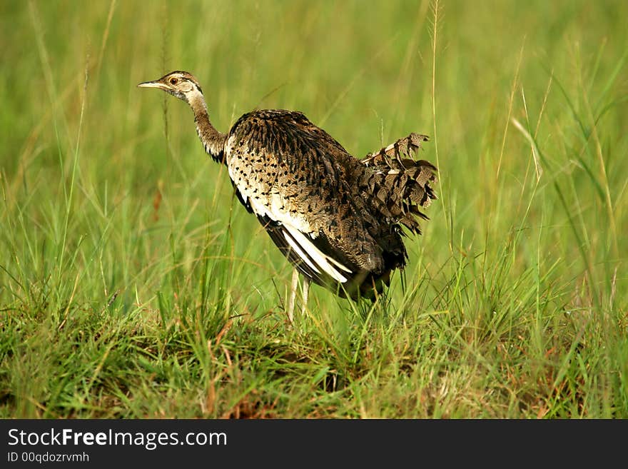 A shot of the Bustard bird in the wild