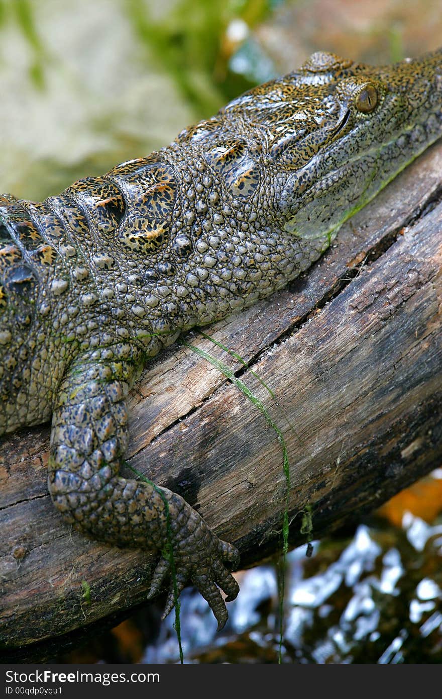 Fresh Water Crocodile