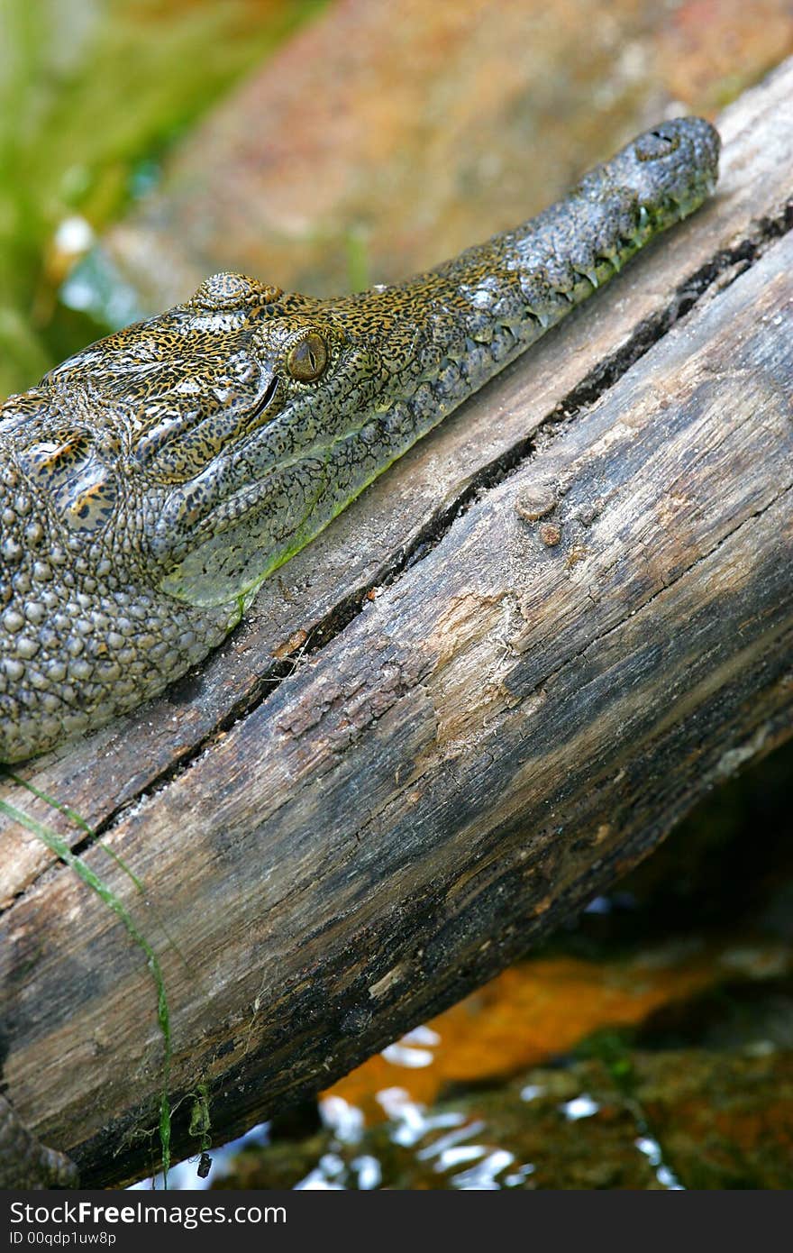 Fresh Water Crocodile