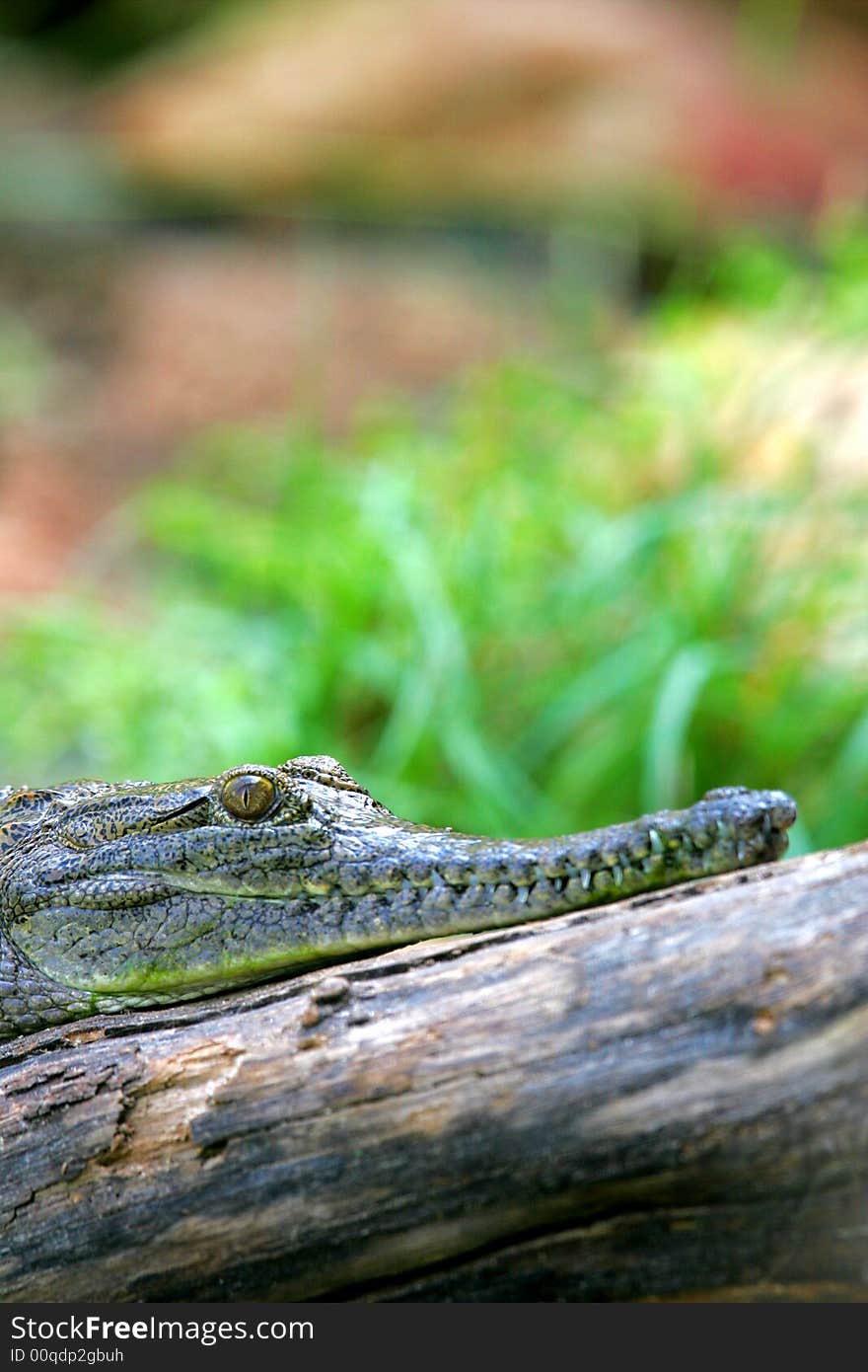 Fresh Water Crocodile