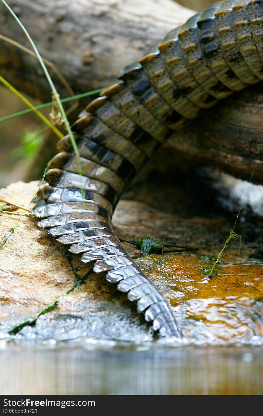 Fresh Water Crocodile