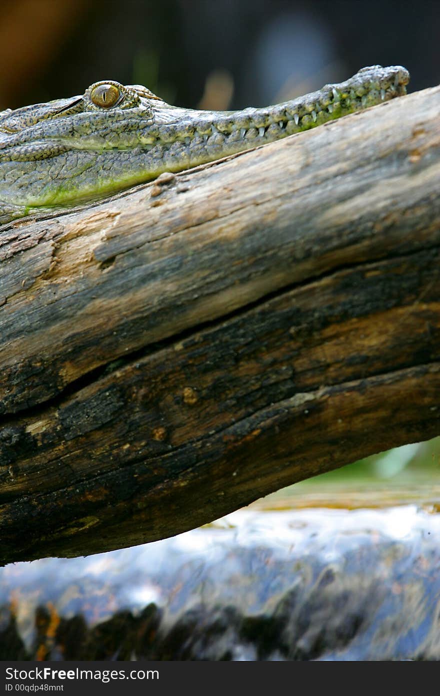 Fresh Water Crocodile