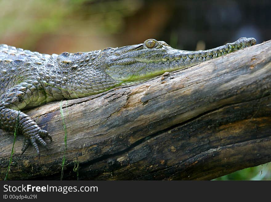 Fresh Water Crocodile