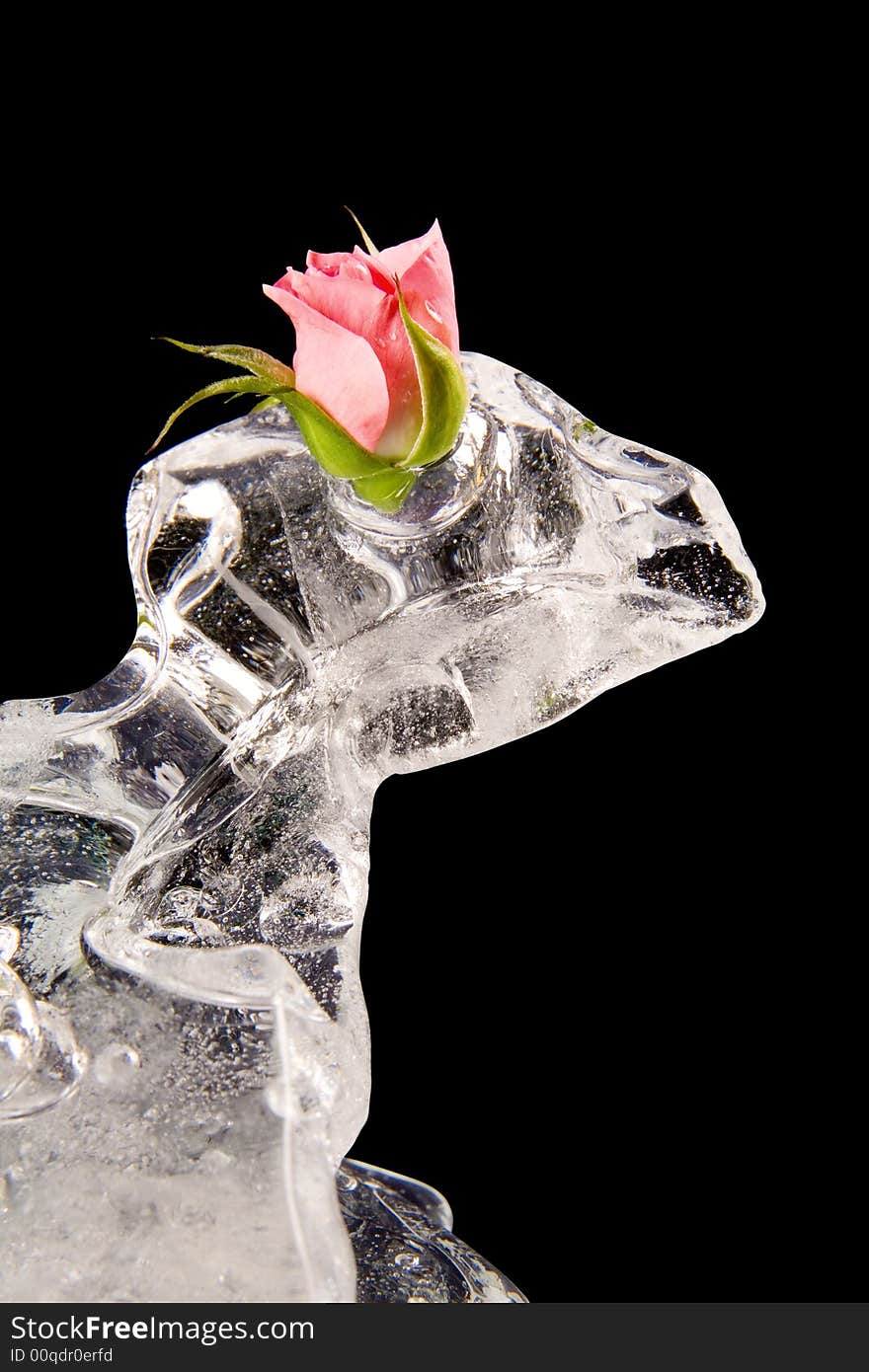 Chilled rose in the ice