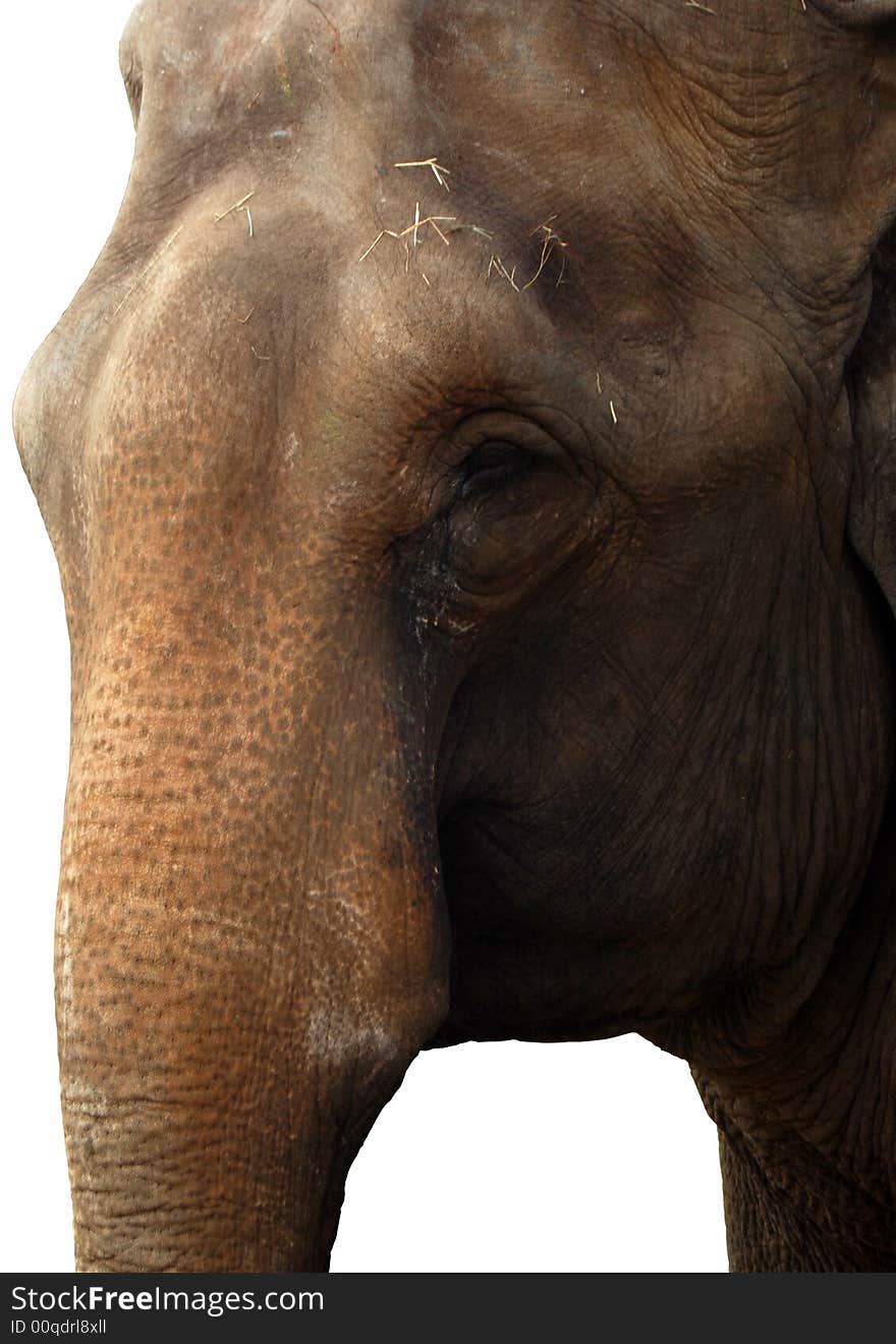 The face of an elephant cutout and isolated on a white background. The face of an elephant cutout and isolated on a white background.