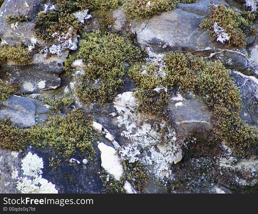 Moss And Snow On Rock