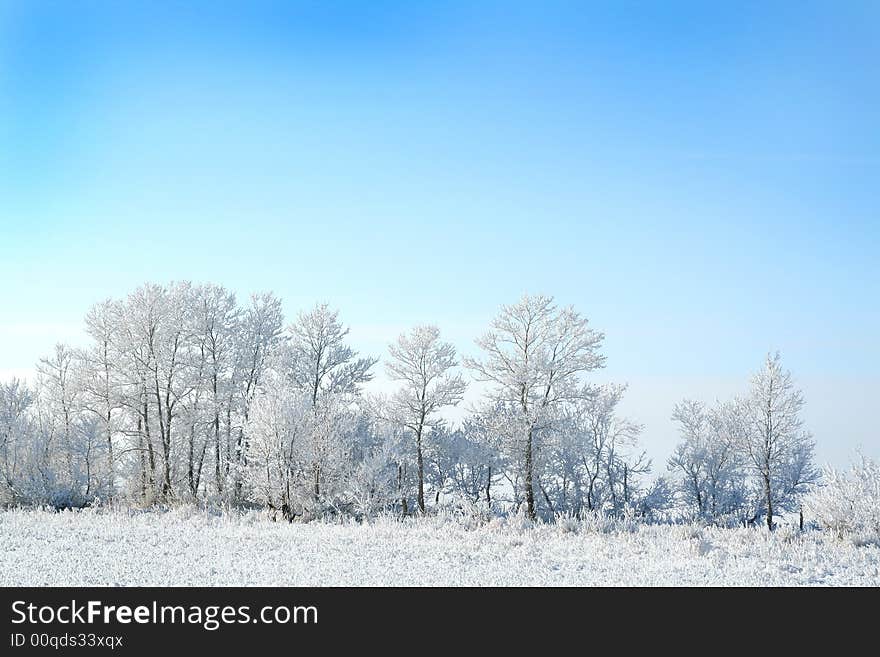 Frozen trees on sky background. white winter