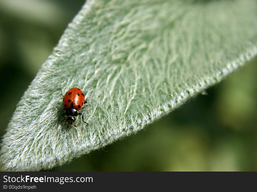 Ladybug