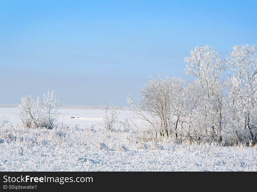 Frozen trees on sky background. white winter