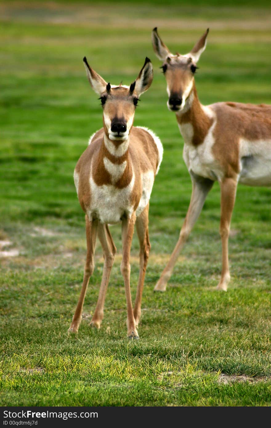 Antelopes