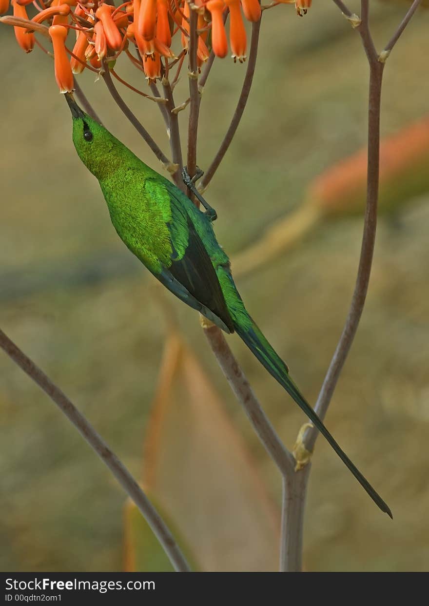 Malachite Sunbird