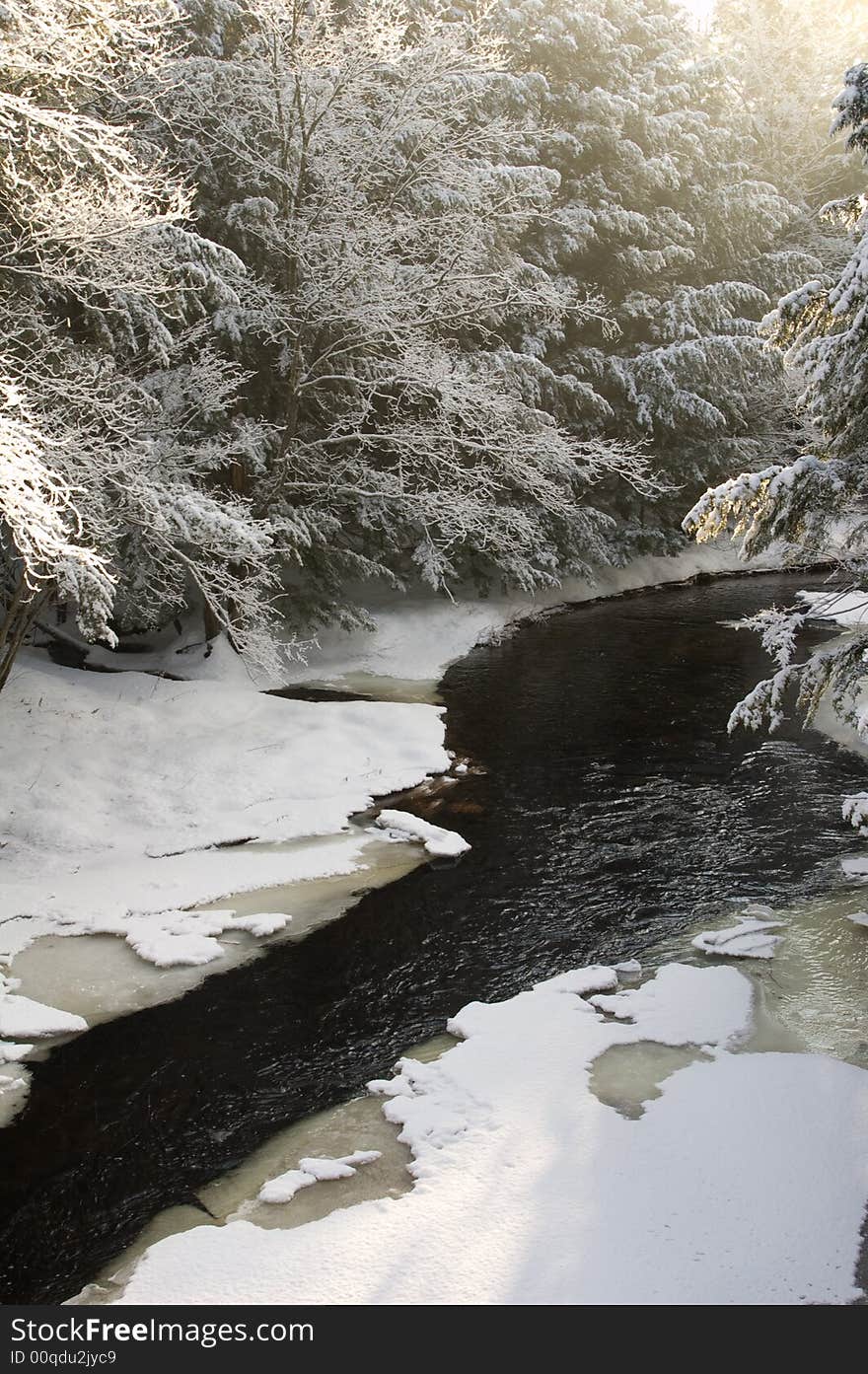 Snow covered creek in Pine Forest