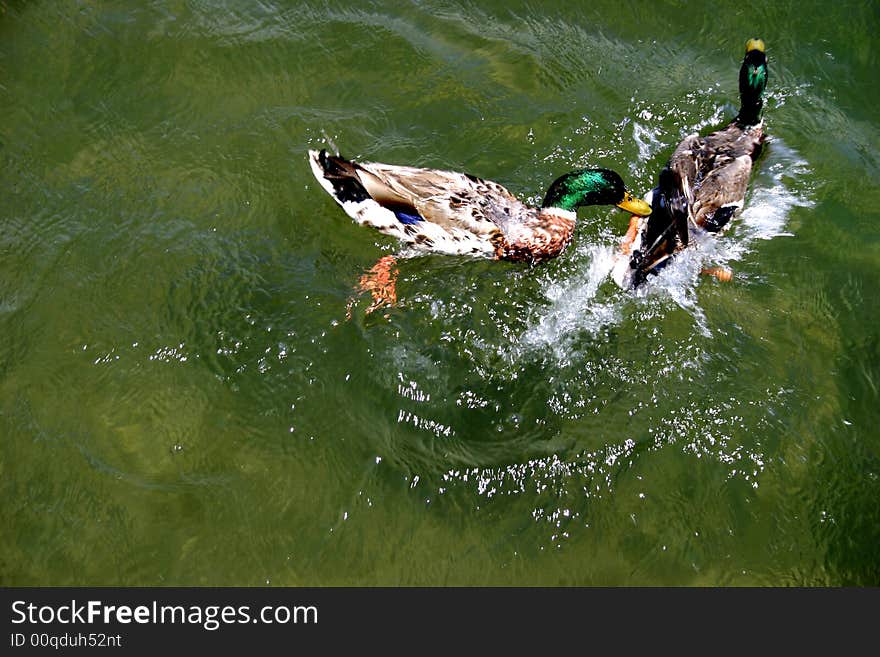 Two ducks fighting in a pond