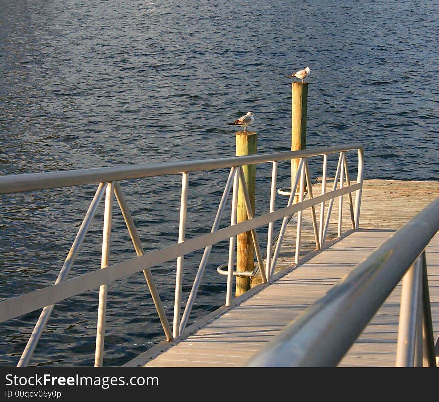 2 Seagulls on wooden dock post with the sun on their backs. 2 Seagulls on wooden dock post with the sun on their backs