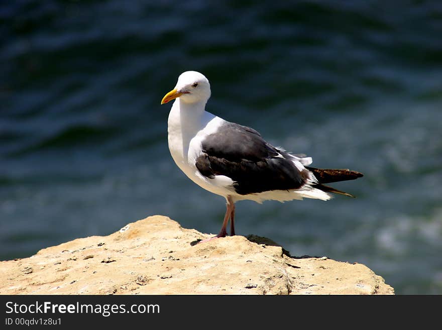 Seagull