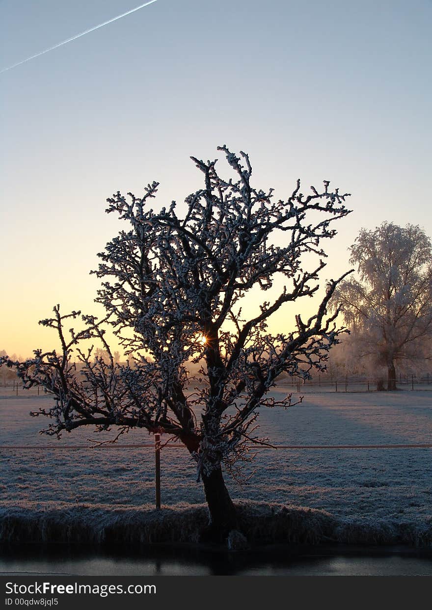 Trees In Sunrise