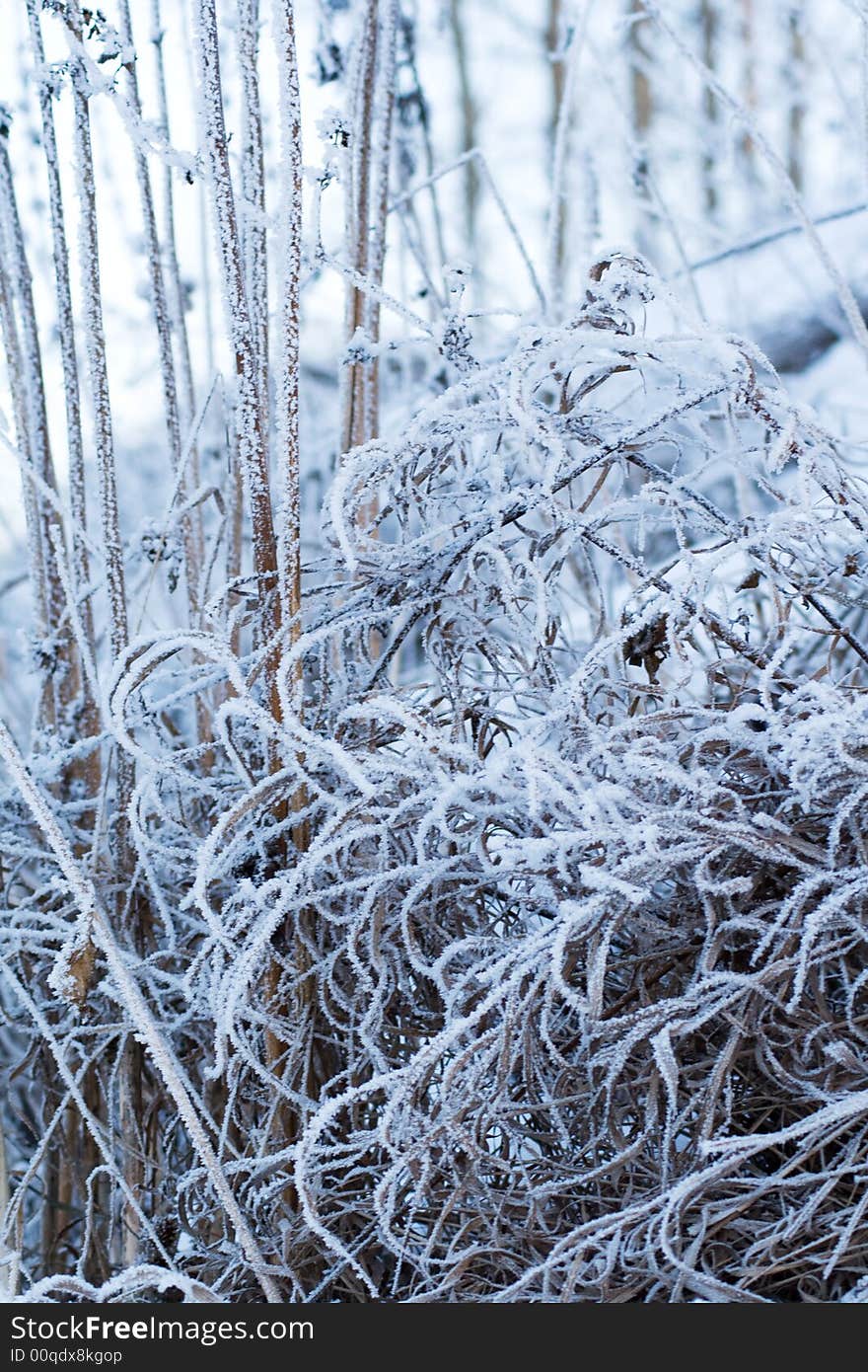 Frozen grass