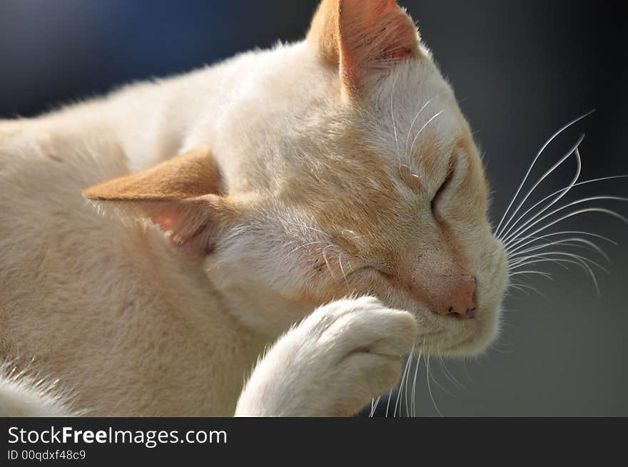 Close up of cats in various pose