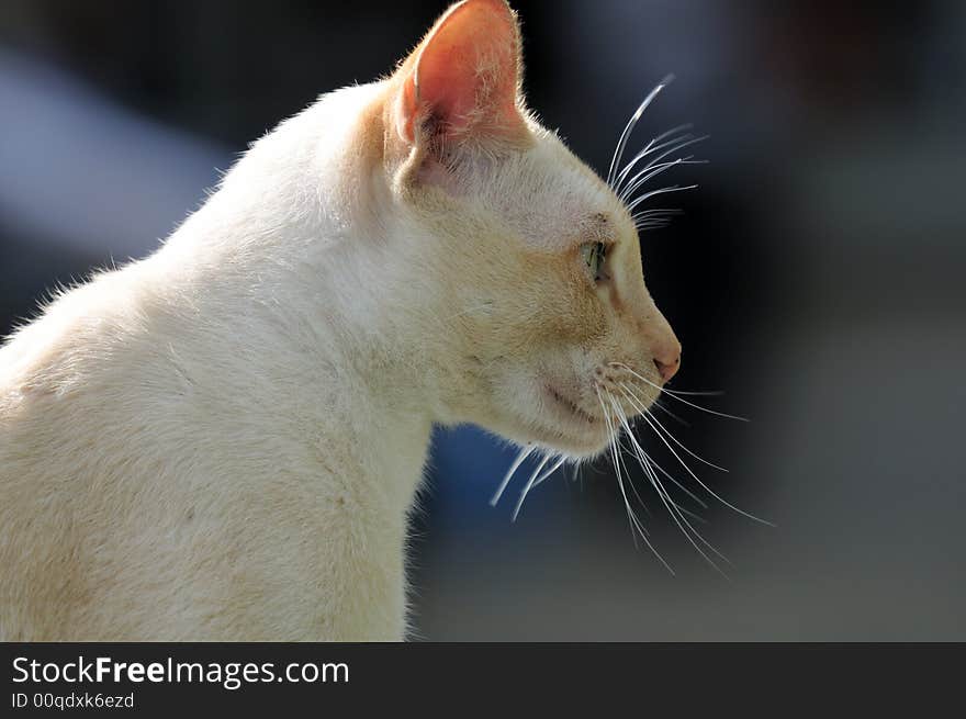 Close up of cats in various pose