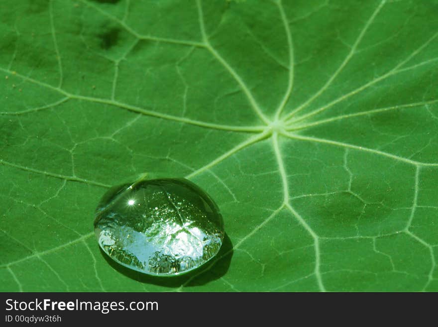 Leaf of a  with drops of water