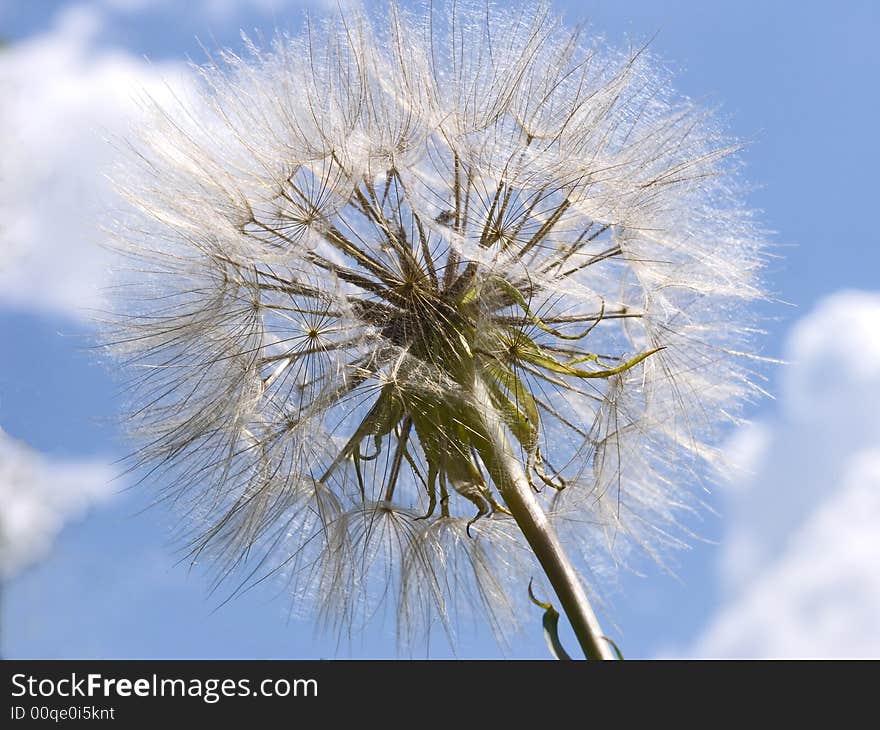 A dandelion under bright summer sunlight. A dandelion under bright summer sunlight