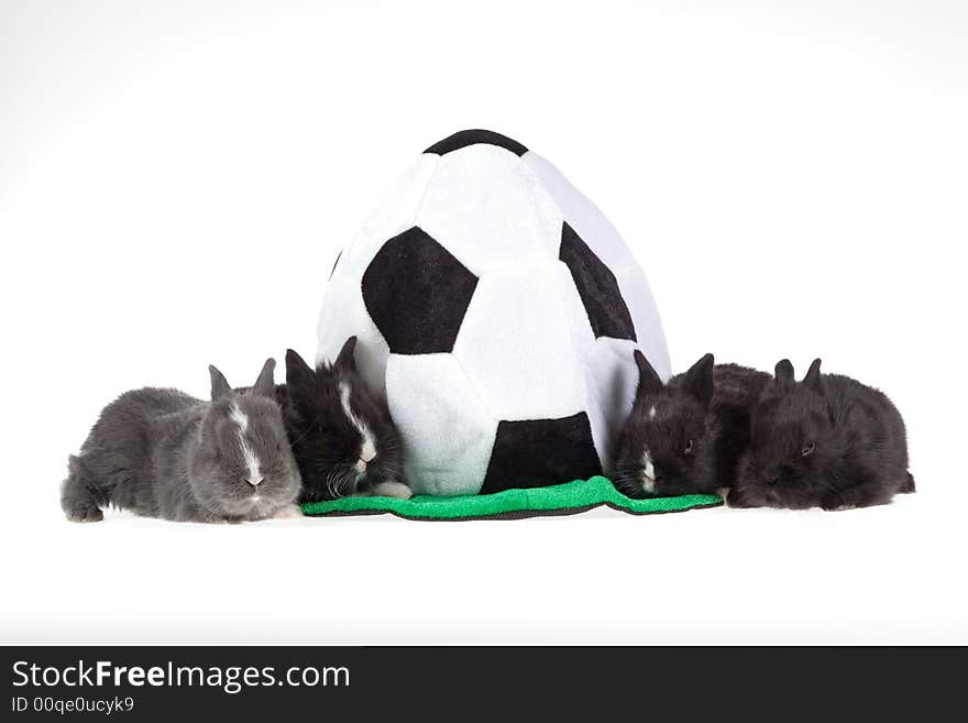 Four Bunny And A Soccer Hat