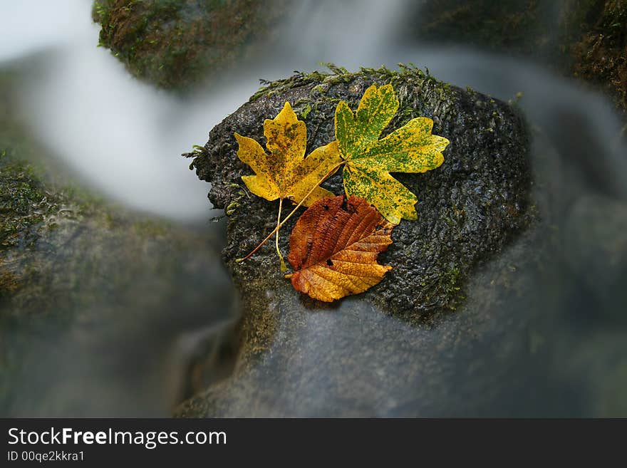 Autumn coloured leafs on the rock surrounded by water.