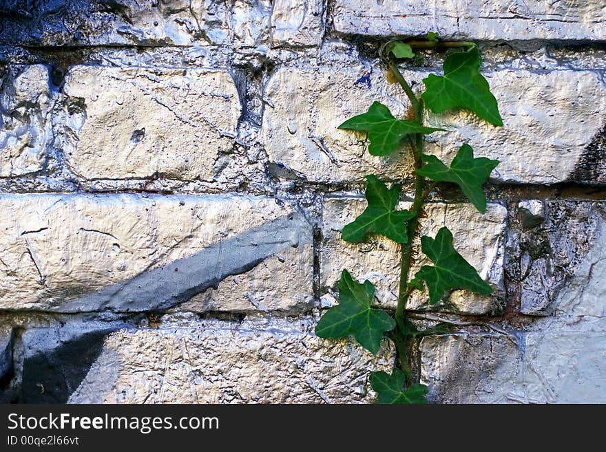 Branch of ivy growing over pink silver painted wall. Branch of ivy growing over pink silver painted wall