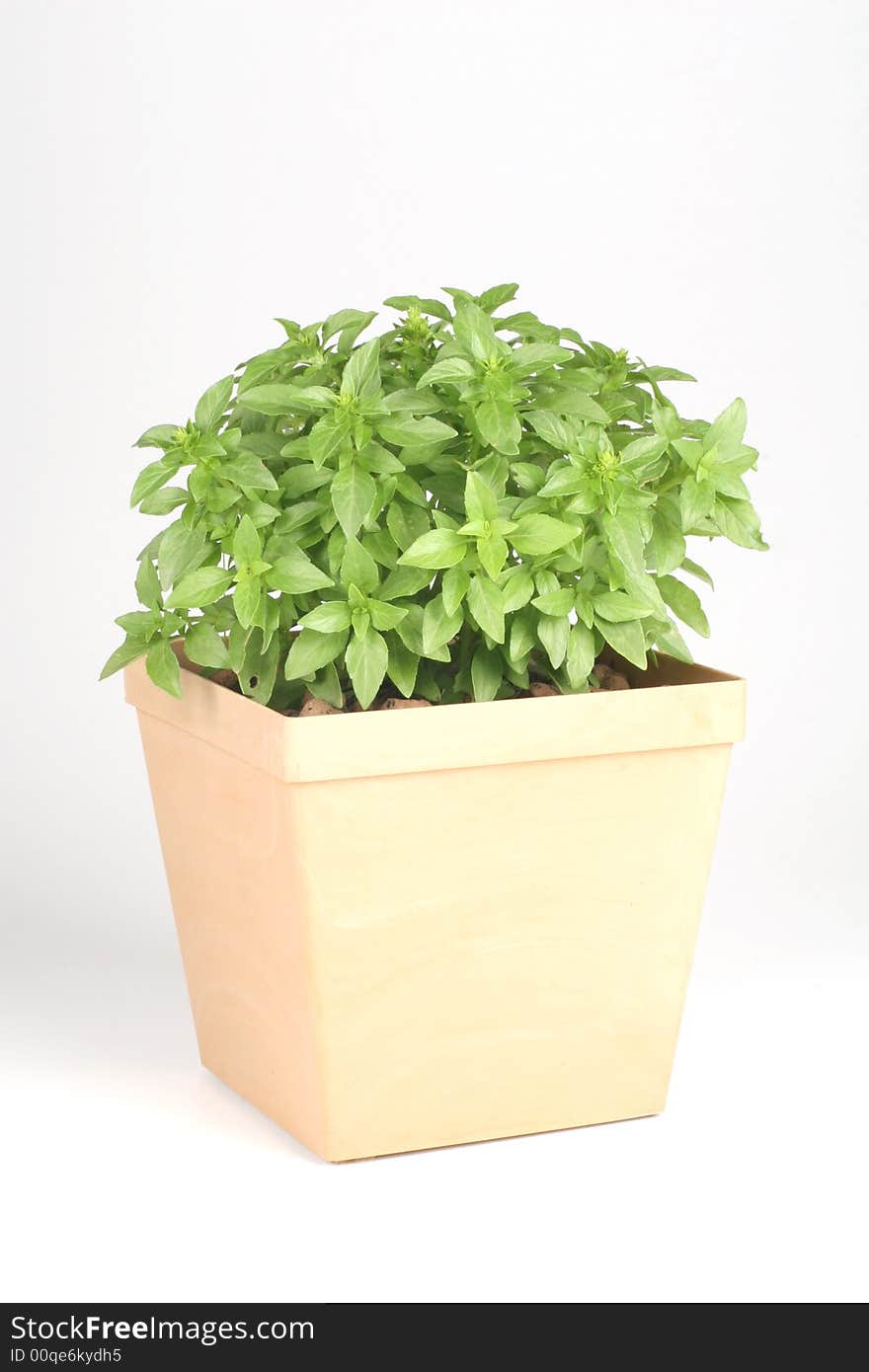 Fresh basil