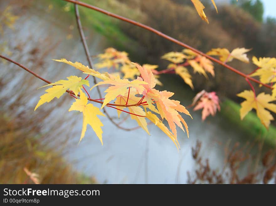 Maple levaes in the autumn over the water. Fall season