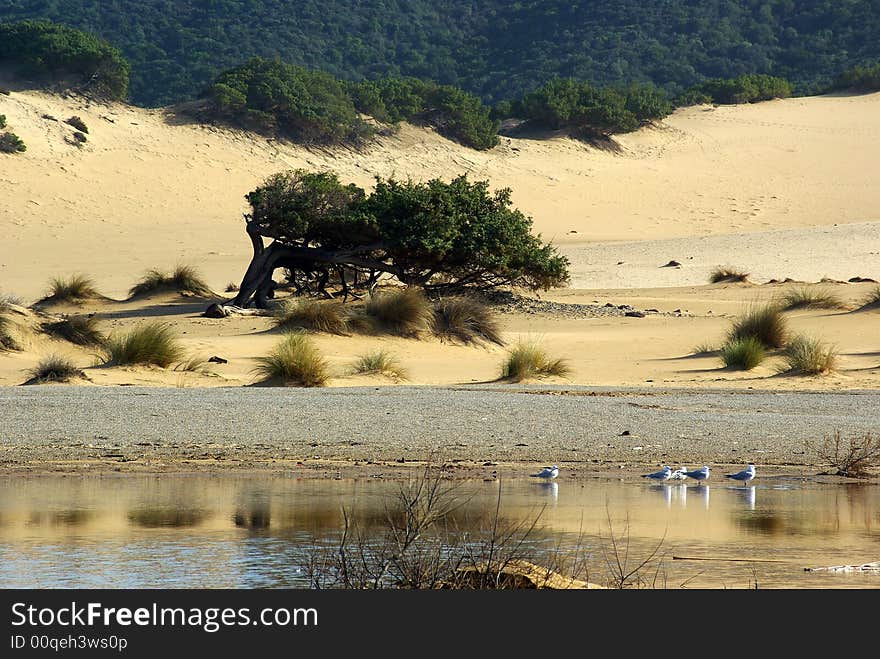 A beautiful centenarian tree curved by the wind at Piscinas Beach (Sardinia - Italy)