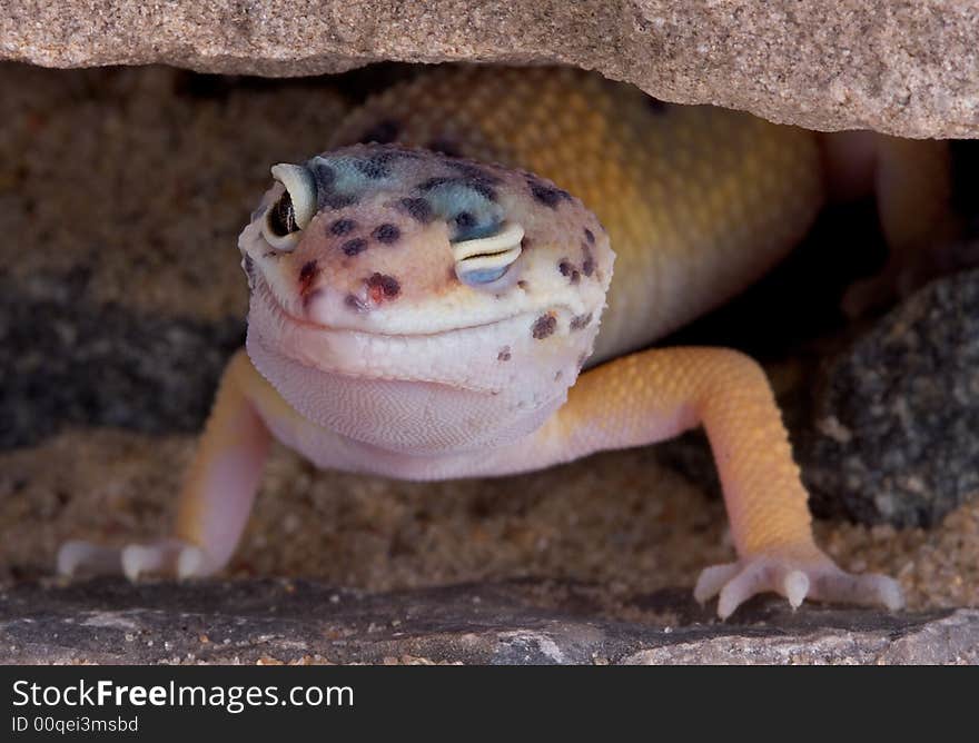 A young leopard gecko has one eye closed while sitting under some rocks. A young leopard gecko has one eye closed while sitting under some rocks.