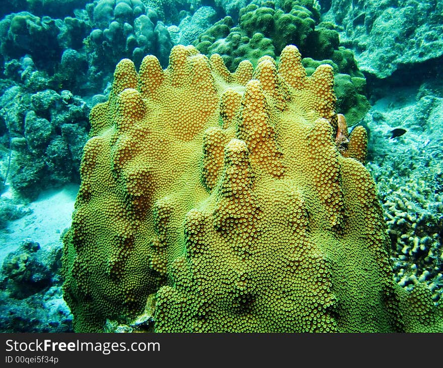 Coral in the Caribbean Sea