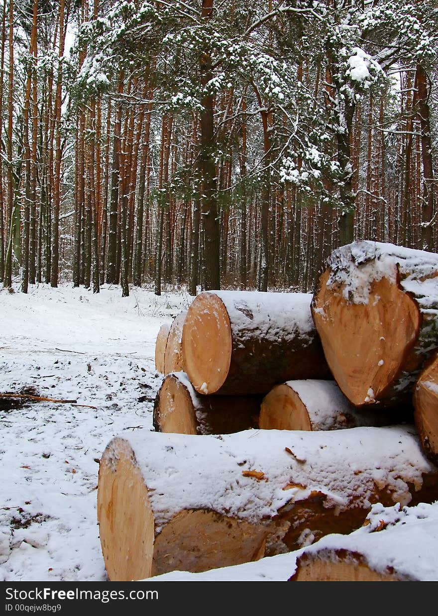 The cut down trees laying in a cold winter wood it is a tree felling