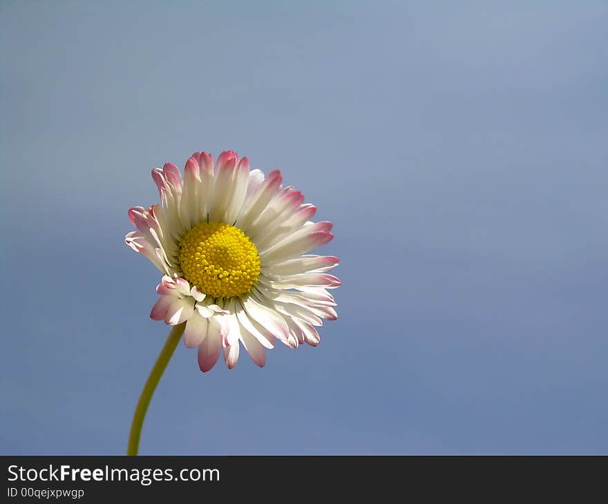 Lovely spring daisy on blue