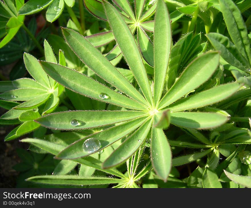 Green plants with drops of water