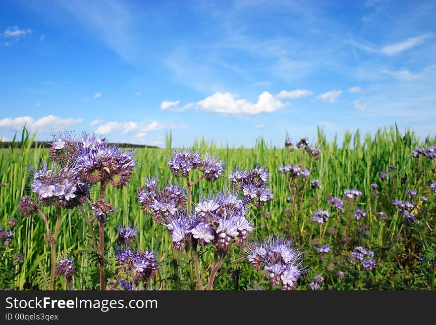 He is a vernal wheat field under the blue sky with flowers. He is a vernal wheat field under the blue sky with flowers.