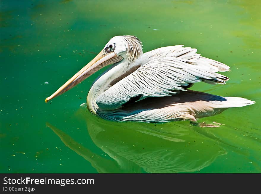 Crested White Pelican Bird