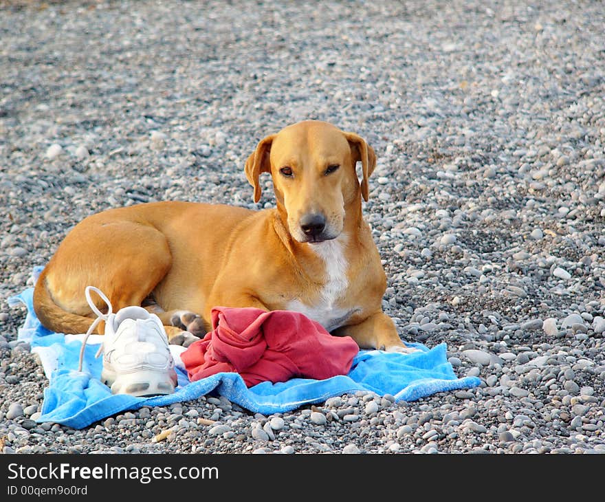 Dog lying on the towel on the beach in Santorini in Greece. Dog lying on the towel on the beach in Santorini in Greece