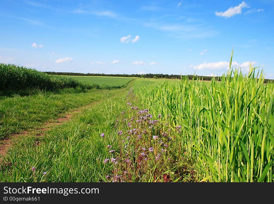 Wheat field.