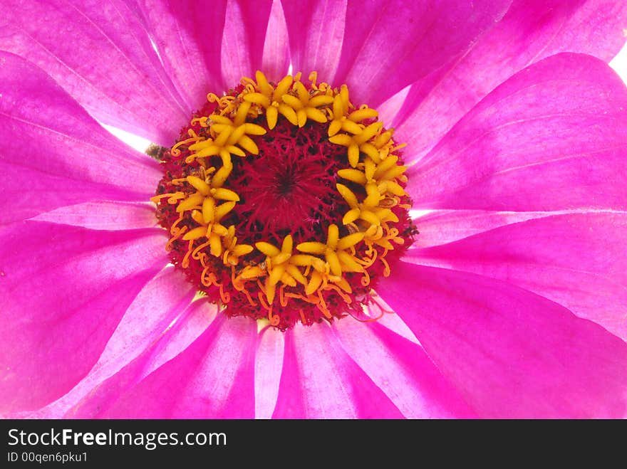 Close up image of pink flower