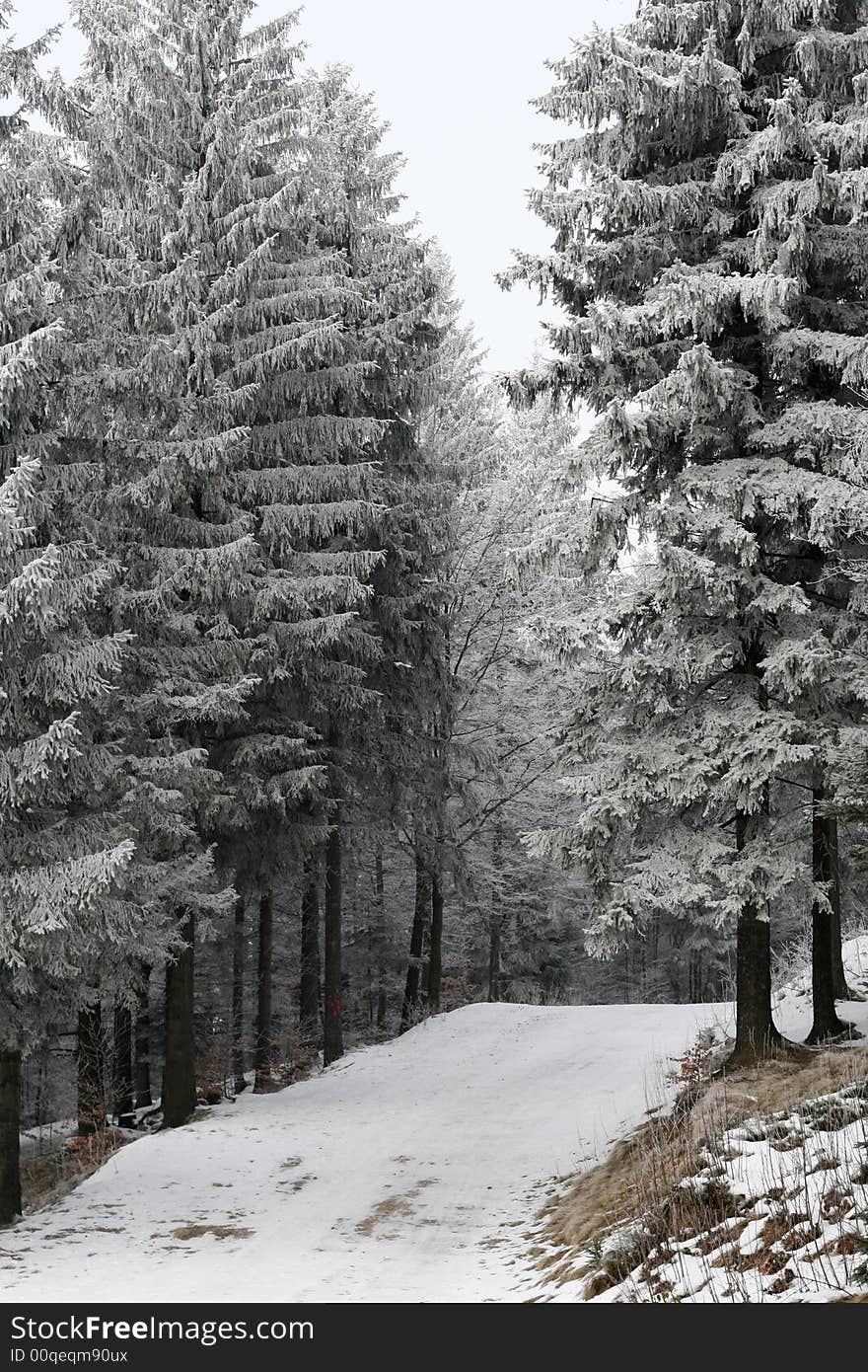 Winter forest scene