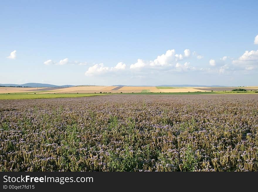 Cultivation is agricultural on Hungary. Cultivation is agricultural on Hungary.