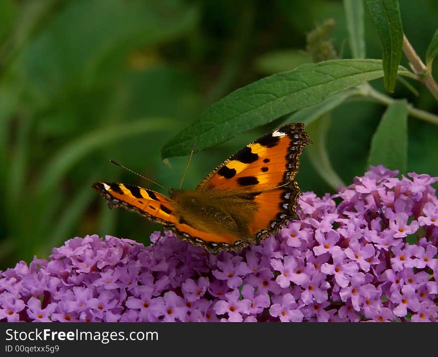 A butterfly on a violet flower