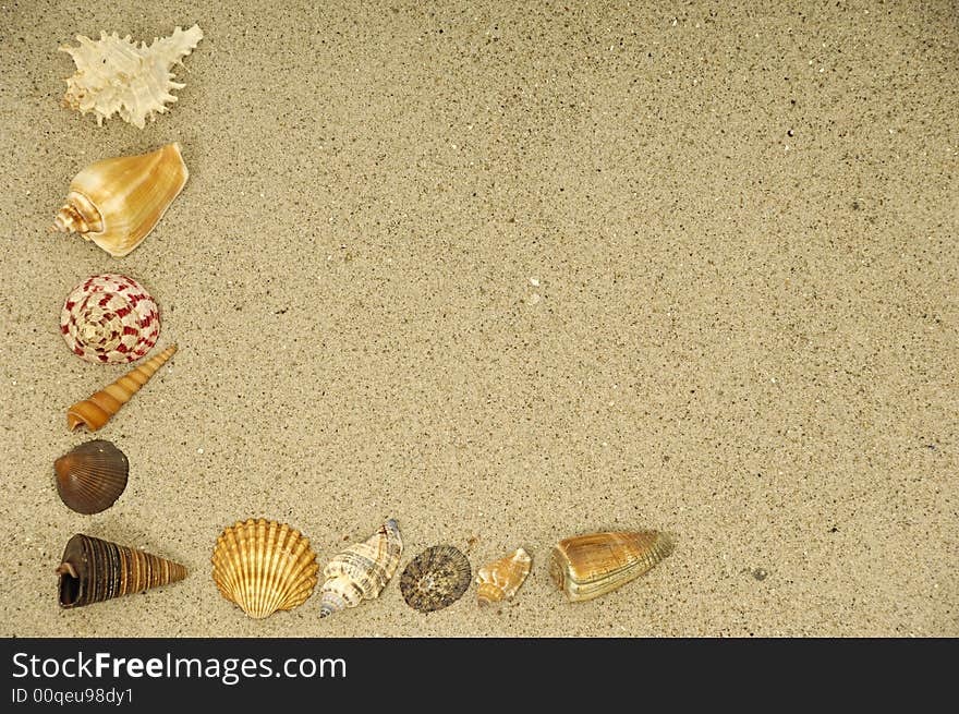 Shells in the sand