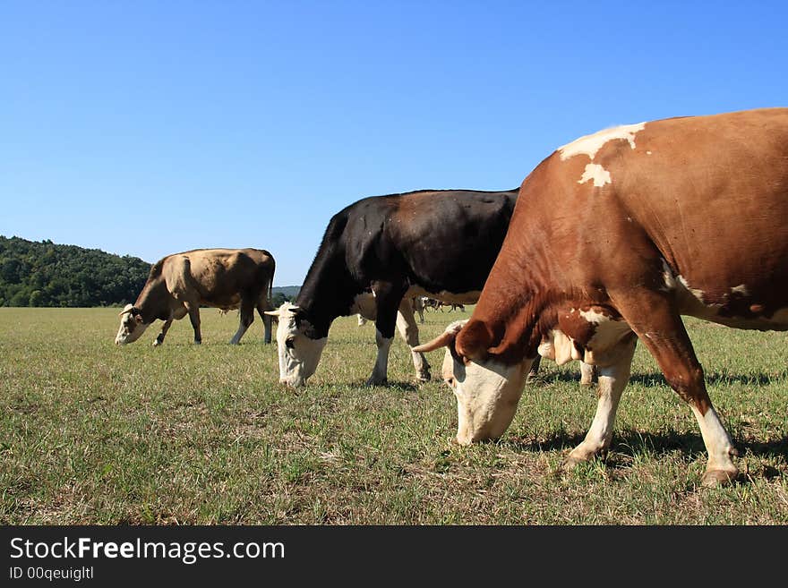 They are grazing cows on a field. They are grazing cows on a field.