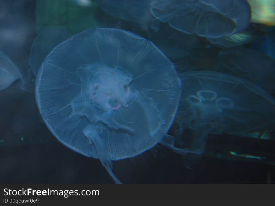 Jellyfish