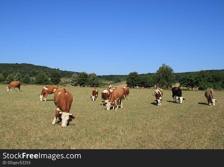 They are grazing cows on a field. They are grazing cows on a field.