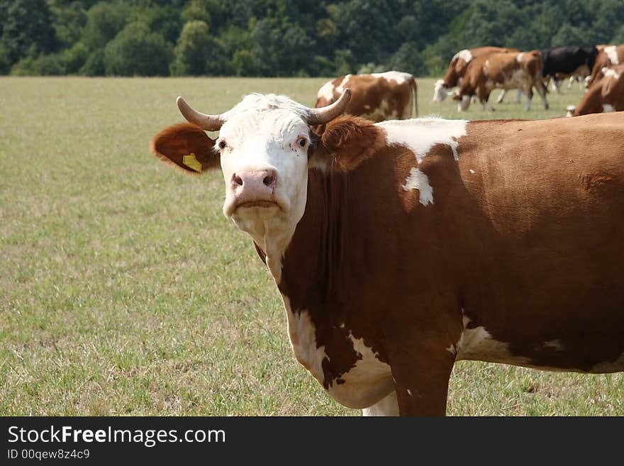 They are grazing cows on a field. They are grazing cows on a field.