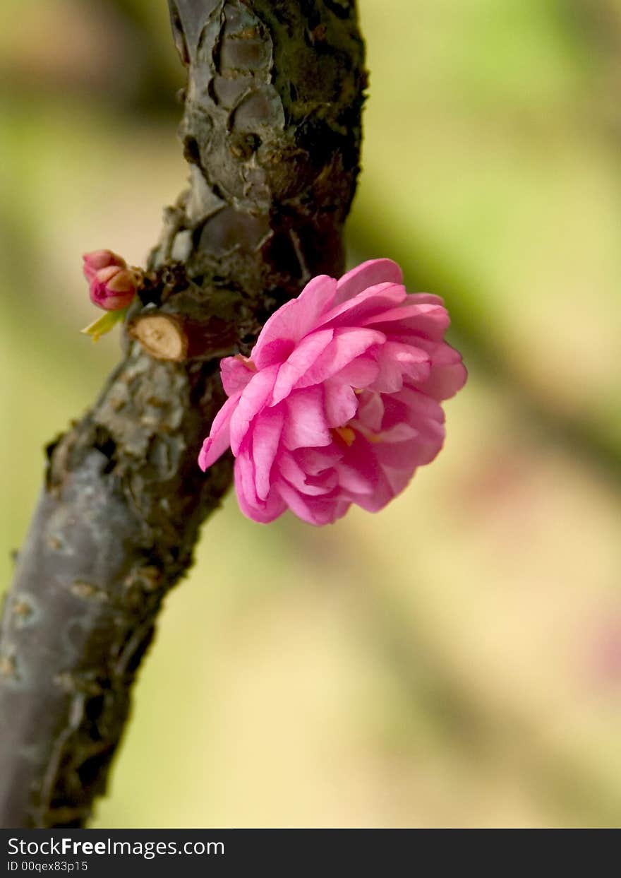 Lonely Flower